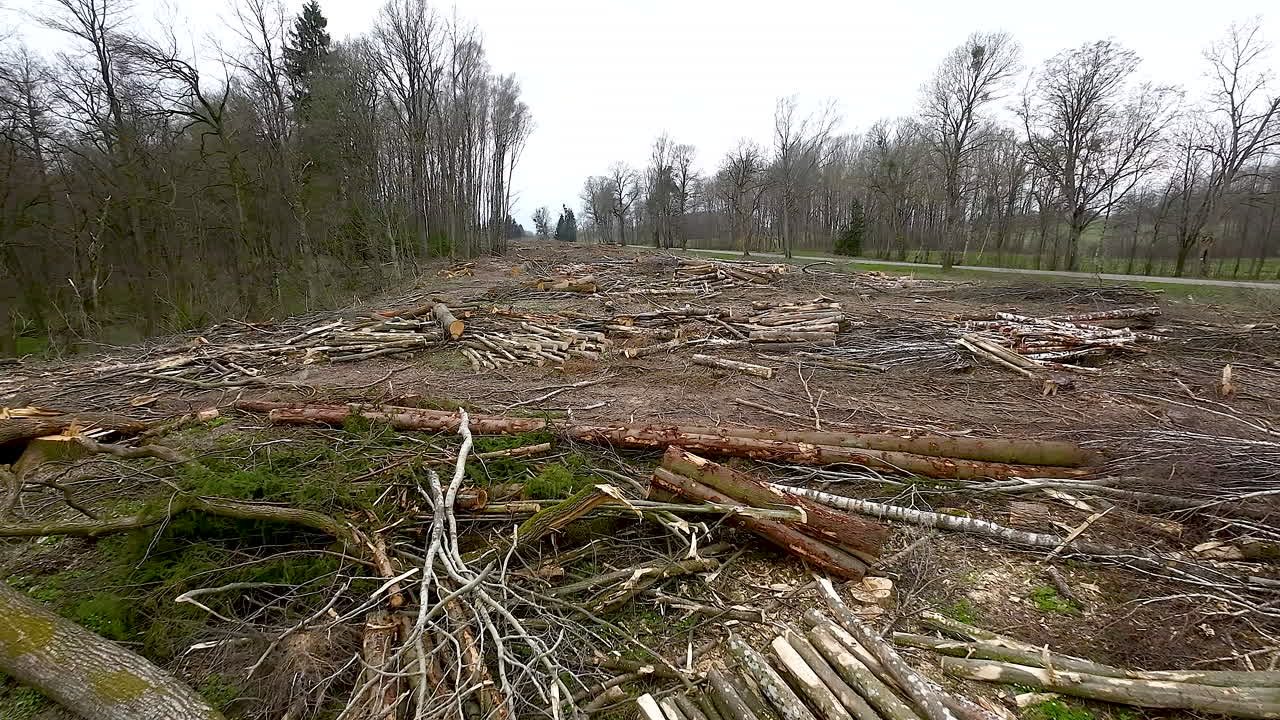 Aerial flying forward over a felled forest with messy piles of branches and sawn pine tree trunk logs for agricultural needs
