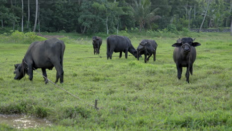 indian buffalo grazing in paddy field and wet land with grass