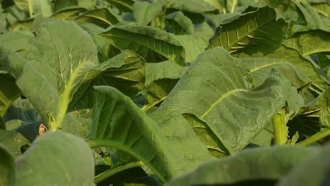 Hermosas-Hojas-De-Tabaco---Verde