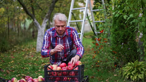 Old farmer looking through the apples he picked in the garden. Man squatted near the box of red ripe fruit sorting them and checking up.
