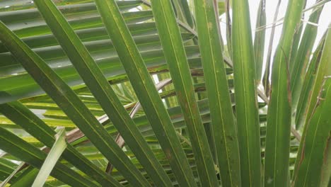 hoja de palma de coco tropical balanceándose en el viento con luz solar, fondo de verano