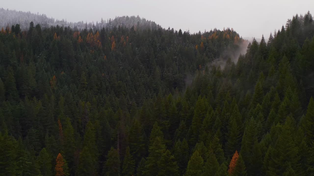La nebbia sale lentamente da una fitta pineta. Una nevicata copre la montagna all'orizzonte. Le stagioni cambiano vicino al Monte Hood, Oregon, Pacifico nord-occidentale, USA