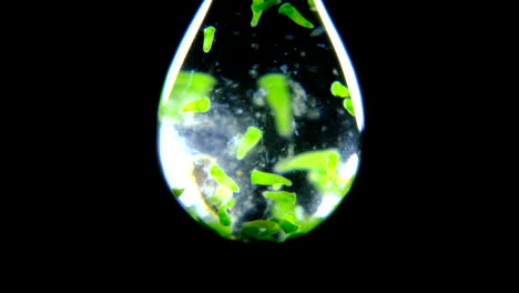 microscopic organisms in a water drop