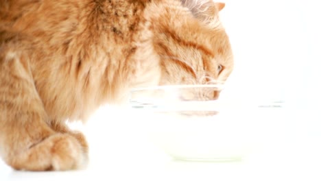 cute ginger cat lapping milk from a transparent glass bowl. fluffy pet drinking tasty beverage