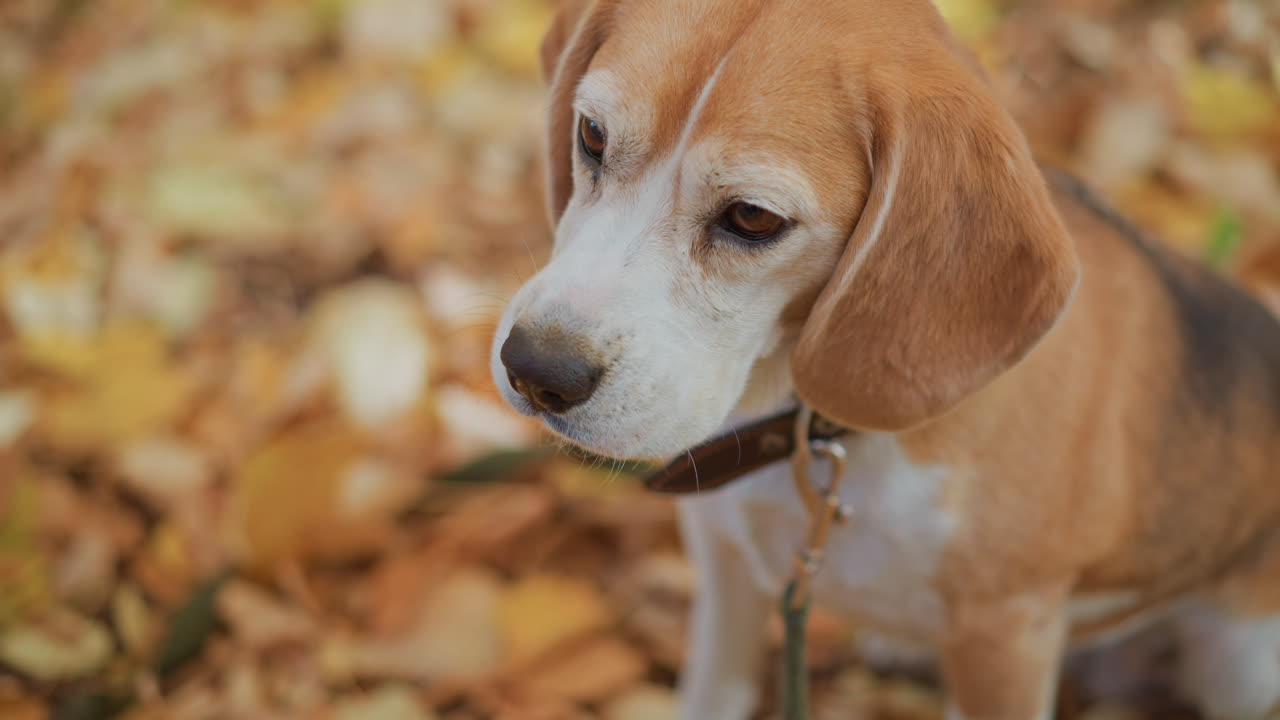 close up of beagle eating snack from owner hand, caramel and white coat contrasting golden autumn leaves background, leather collar and leash visible, gentle interaction capturing trusting bond