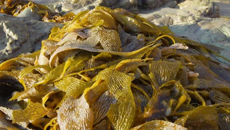 Seaweed-on-the-beach-in-Malibu,-California