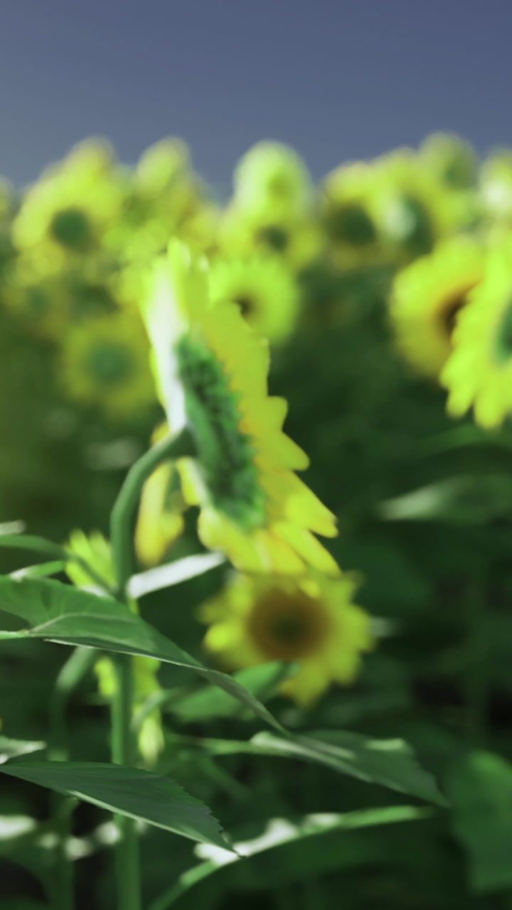 Sunflowers grow under bright sunlight in a field during early summer