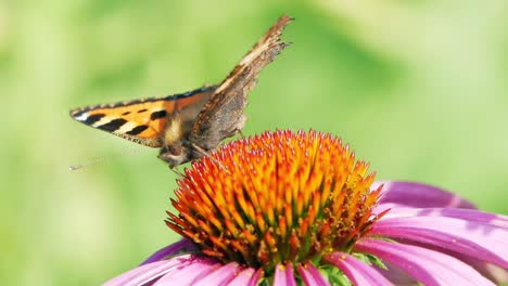 Una-Pequeña-Mariposa-De-Concha-Se-Sienta-En-Una-Flor-De-Cono-Púrpura-Y-Come-Polen,-Polinizándolo