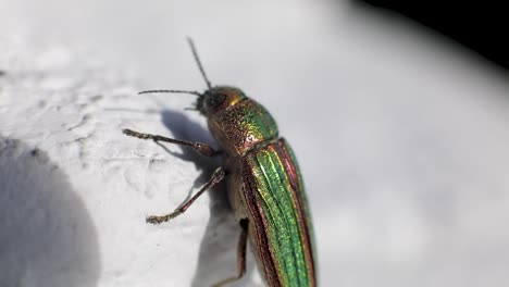 Close-Up-Of-Golden-Buprestid-Or-Golden-Jewel-Beetle-Insect---macro-shot