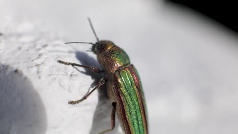 primer plano de buprestid dorado o insecto escarabajo joya dorada - disparo macro
