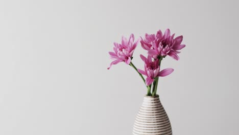 video of pink flowers in white vase with copy space on white background