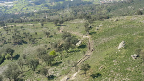 Portuguese-Minho-hill-with-oak-trees-and-path-running-along-the-slope---Aerial-Fly-over-slow-Tilt-down-Reveal