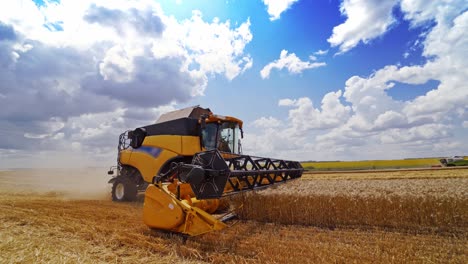 modern combine harvester cutting spikelets of ripe wheat. agricultural machine gathering crop on the yellow field. food industry concept.