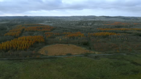 aerial footage near a forest, beautiful yellow-golden trees grow in groups, autumn colors around the forest