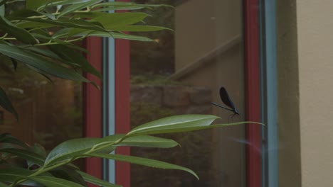 a rare dark winged, black emerald dragonfly, perched on an olive tree, flies away