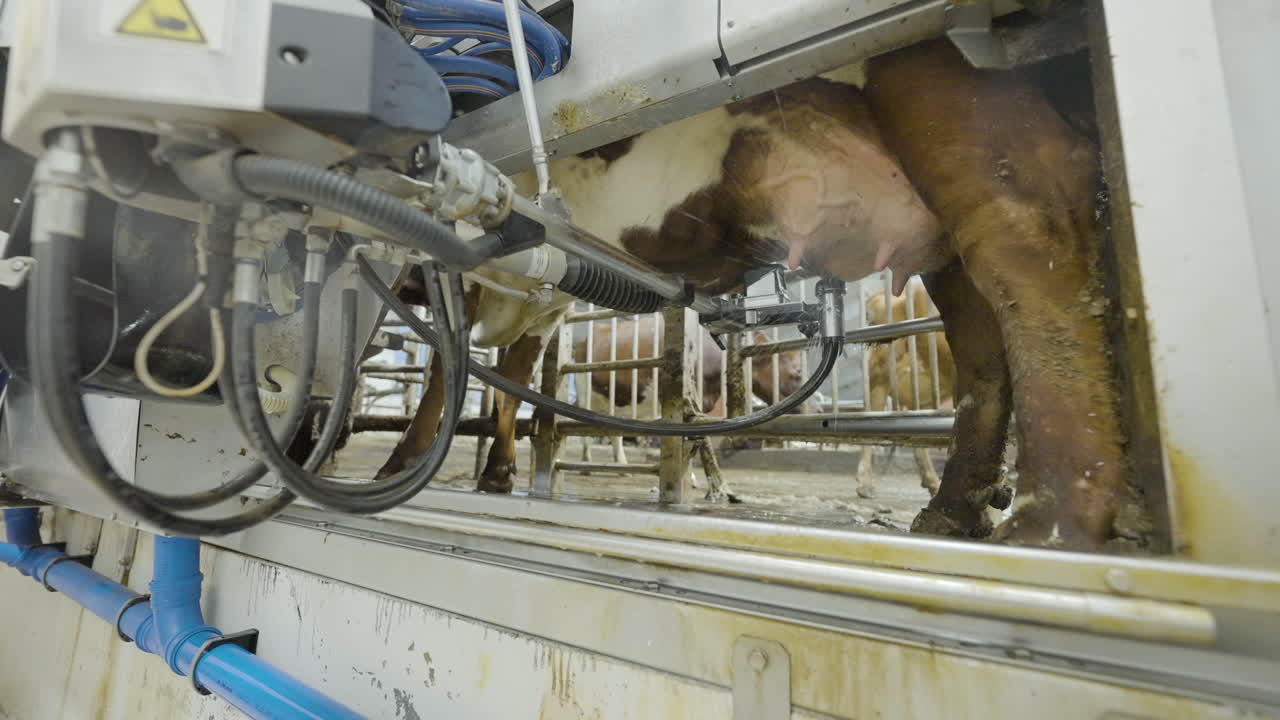 Automated Robotic Arm Washing Cow's Udder In Milking Parlor, Low Angle