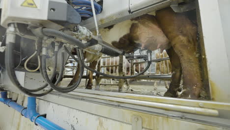 automated robotic arm washing cow's udder in milking parlor, low angle