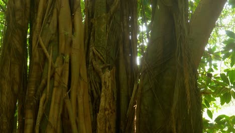 Panorámica-Lenta-Hacia-El-Dosel-Del-Bosque