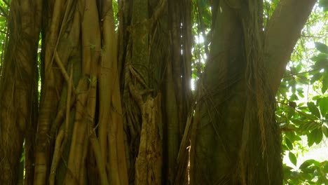 slow pan up into forest canopy