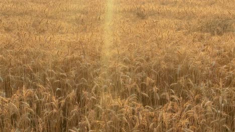 tracking shot of the golden wheat field