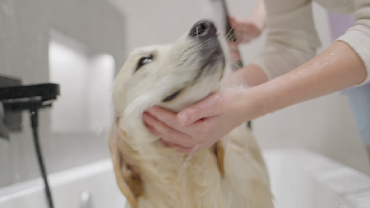 golden retriever tomando un baño