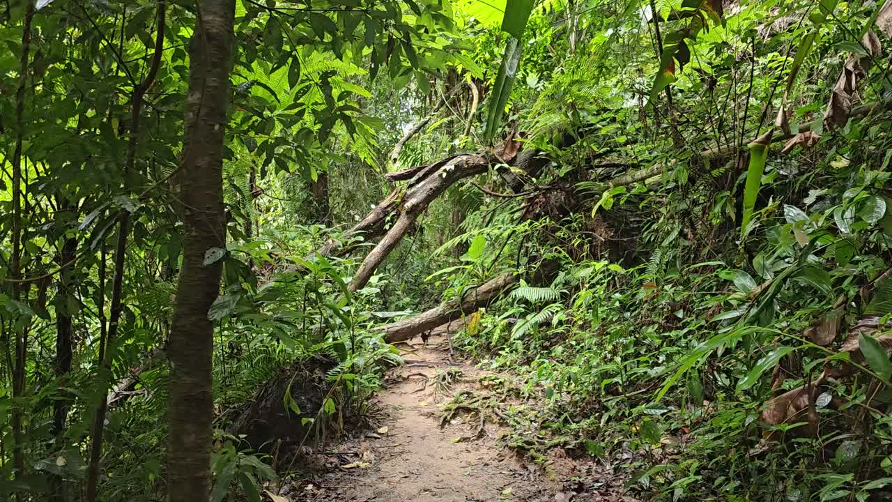 un tronco de árbol caído en medio del camino del bosque, rodeado de arbustos verdes, hojas y helechos