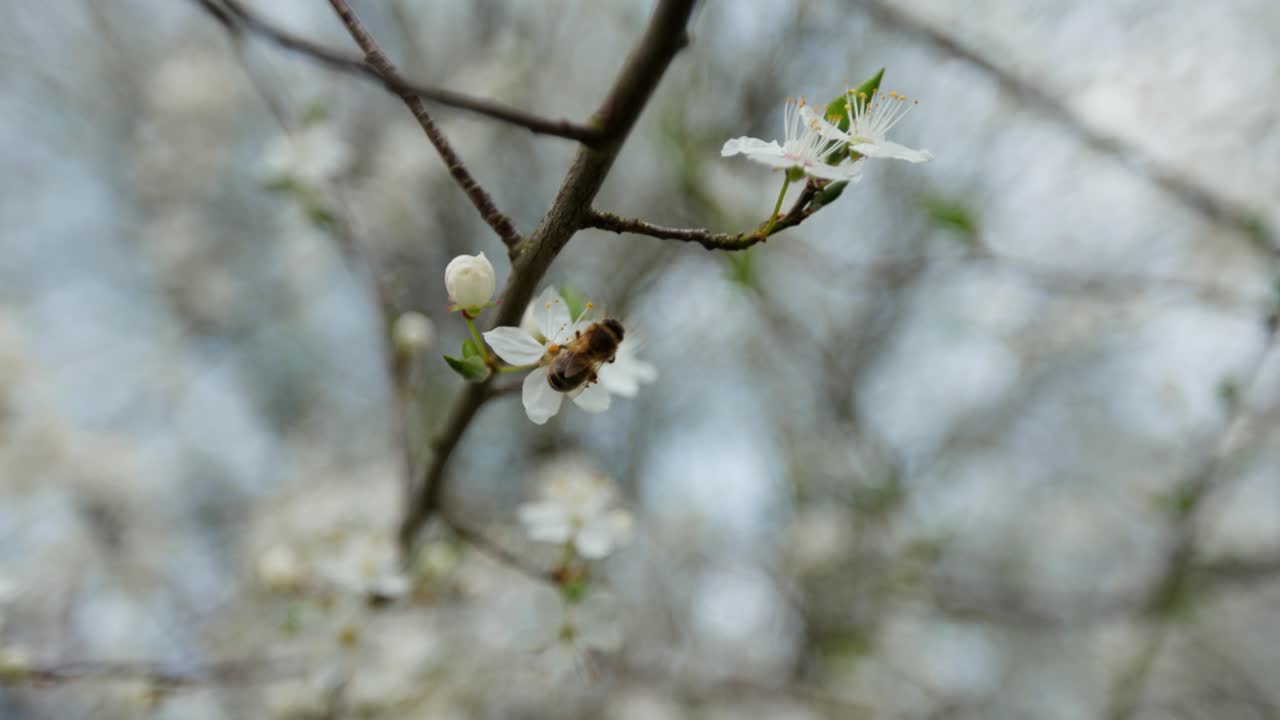 Bee on a Spring Flower