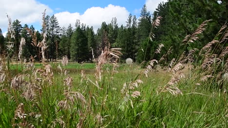 tall grass blowing in the wind