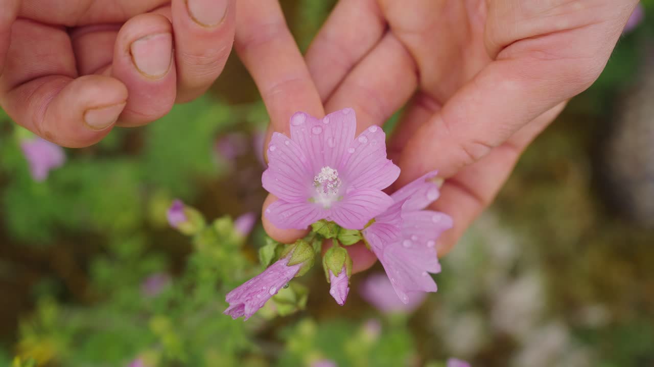 vista de arriba hacia abajo de las manos sosteniendo flores moradas con gotas de agua en los pétalos