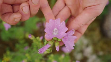 top down view of hands holding purple flowers with water droplets on petals