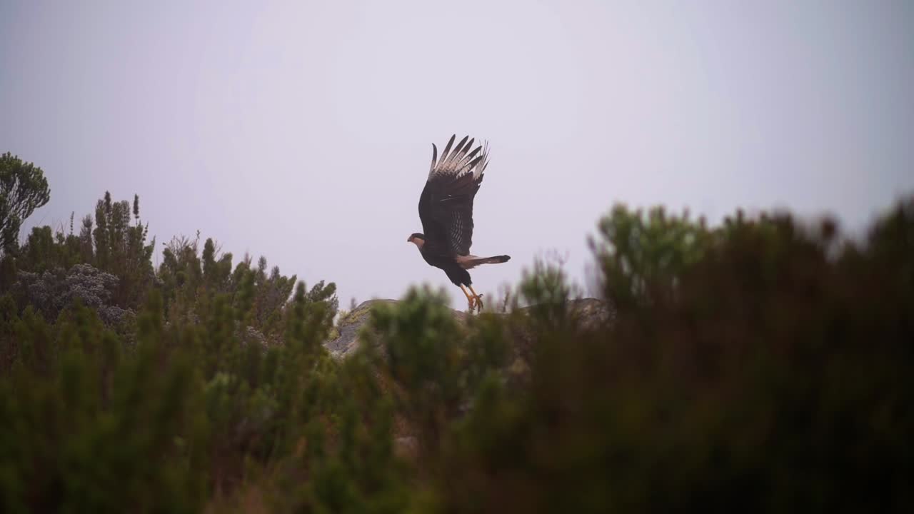Bird of prey landing among green bushes on misty day, peaceful and natural atmosphere