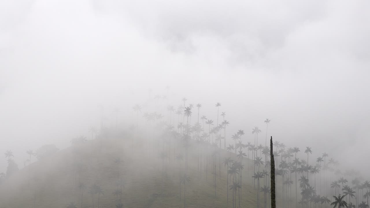 Cloud forest of tall wax palm tree in Cocora Valley Colombia Los Nevados national nature park
