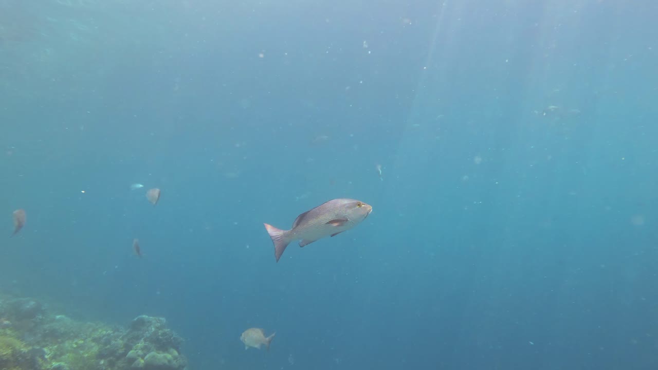고 파란 물 에서 수영 하는 두 점 의 은 스퍼
