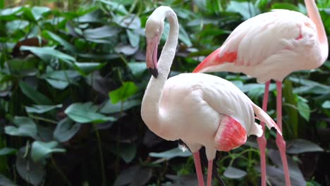 Un-Pequeño-Grupo-De-Flamencos-Se-Acicalan-Las-Plumas-En-El-Zoológico-A-Cámara-Lenta