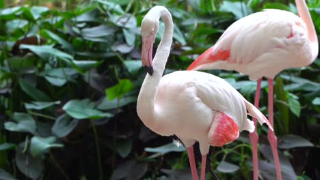 un pequeño grupo de flamencos se acicalan las plumas en el zoológico a cámara lenta