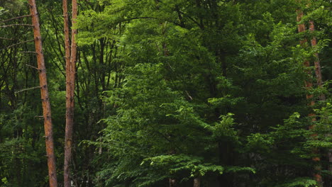 green leafy trees and trunks of deciduous forest in complete stillness