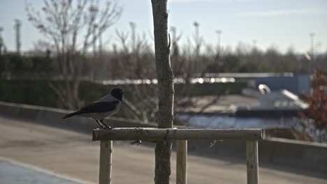 Cuervo-Buscando-Comida,-Descansando,-Cámara-Lenta-4k-Uhd