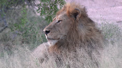 male lion sits as wind blows tall grass, telephoto compression of profile side view