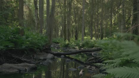 Magical-lush-forest:-camera-reveals-a-view-of-a-river-gently-flowing-under-a-fallen-tree-in-a-thick-lush-forest-blanketed-by-vibrant-green-ferns