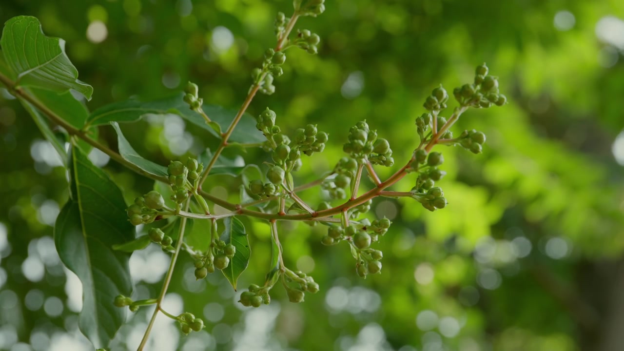 Piccoli boccioli a grappolo di un Mirto Crespo (Lagerstroemia), albero da fiore deciduo. Primo piano.