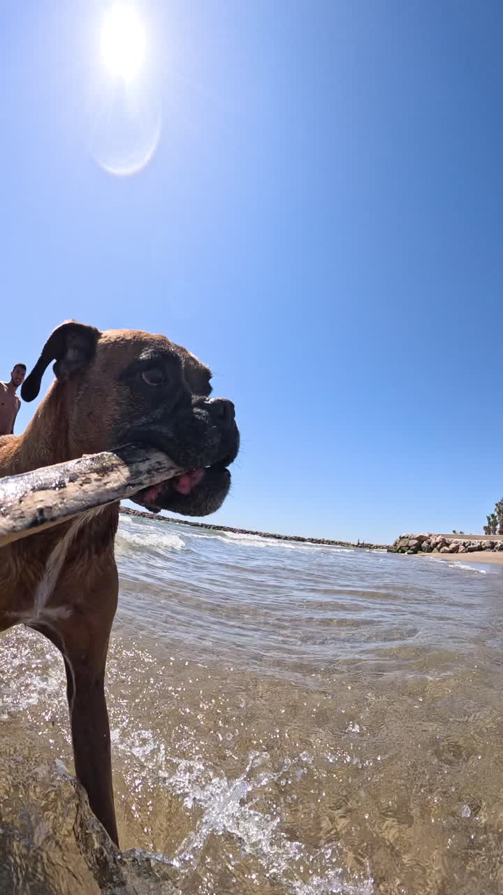 Boxer dog walking in sea water with stick in mouth