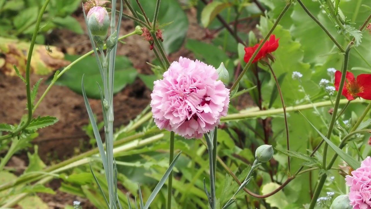 Double pink flower in a garden border.