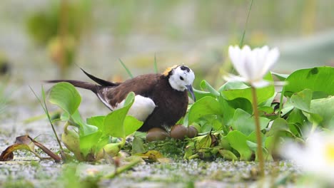 fasan-schwanz-jacana-vogel mit eiern auf schwimmendem blatt