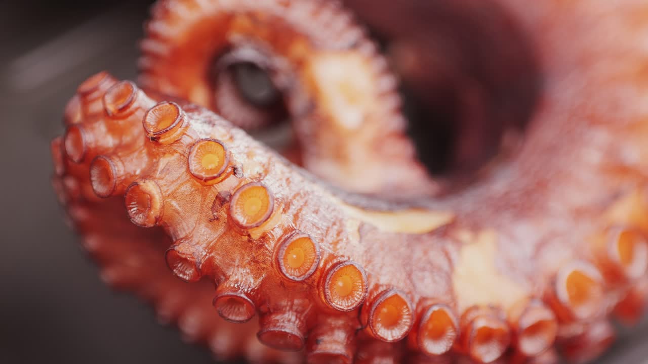 Octopus cooking, chef grill fresh octopus galician style on restaurant kitchen, healthy food, seafood cafe in spain, traditional asian japanese spanish and mediterranean dish.