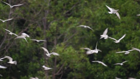 Los-Charranes-Son-Aves-Marinas-Que-Se-Pueden-Encontrar-En-Todo-El-Mundo-En-El-Mar,-Ríos-Y-Otros-Cuerpos-De-Agua-Más-Amplios