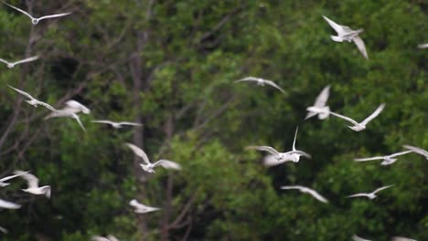 los charranes son aves marinas que se pueden encontrar en todo el mundo en el mar, ríos y otros cuerpos de agua más amplios