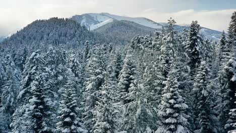 Beautiful snow scene forest in winter. Flying over of pine trees covered with snow.