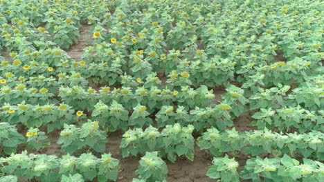 imágenes de aviones no tripulados de girasoles que crecen en un campo agrícola