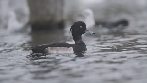 tufted duck swimming in water slow motion