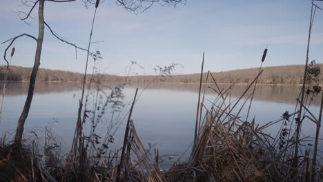 Laub-Auf-Einem-Zugefrorenen-See-In-Pennsylvania